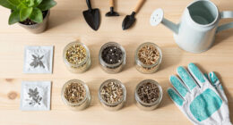 15 Best Flower Seeds in 2026