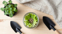 15 Best Lettuce Seeds in 2026