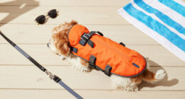 15 Best Pet Life Jackets in 2026