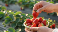 June’s sunshine adds extra sweetness to bumper summer for UK strawberries